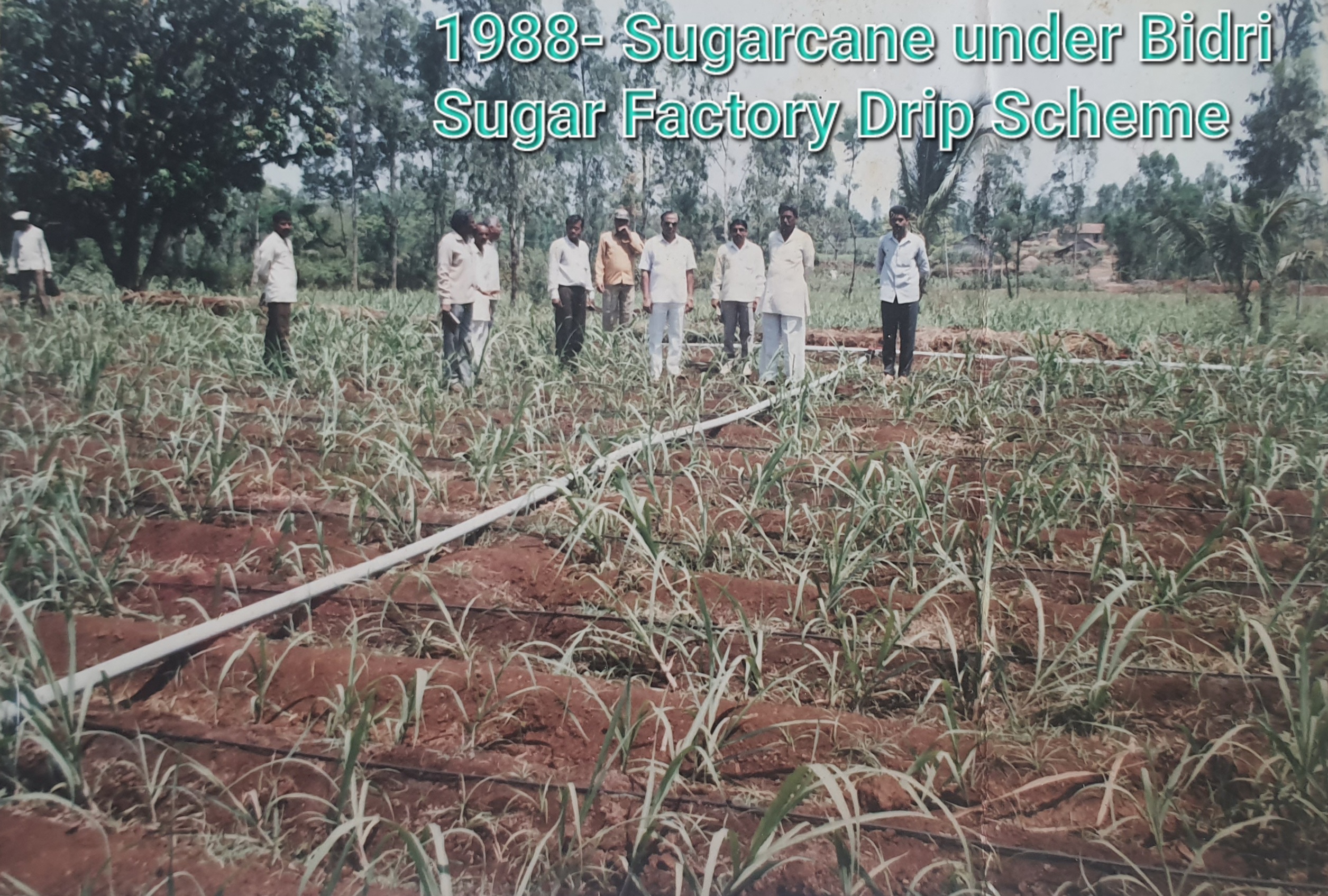 Drip Irrigation Services since 1990 project image 6